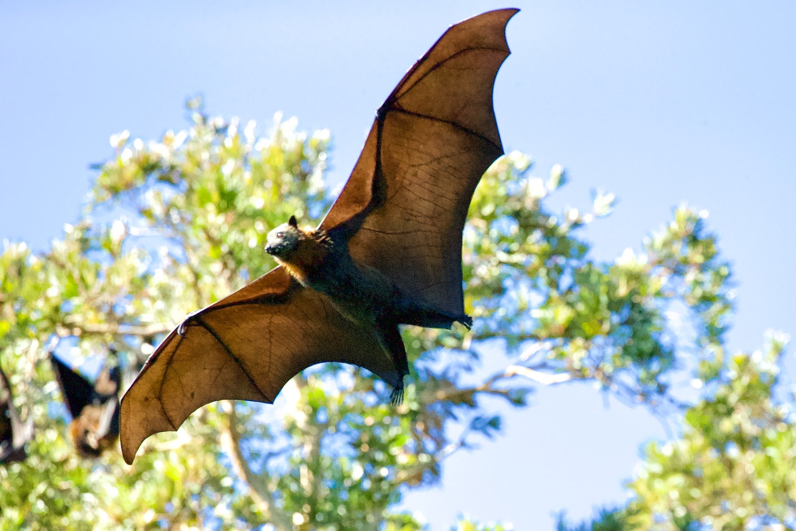 Flying Fox